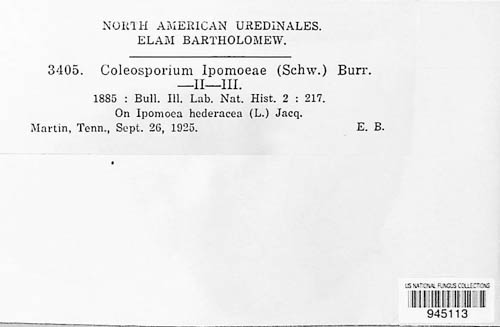 Coleosporium ipomoeae image